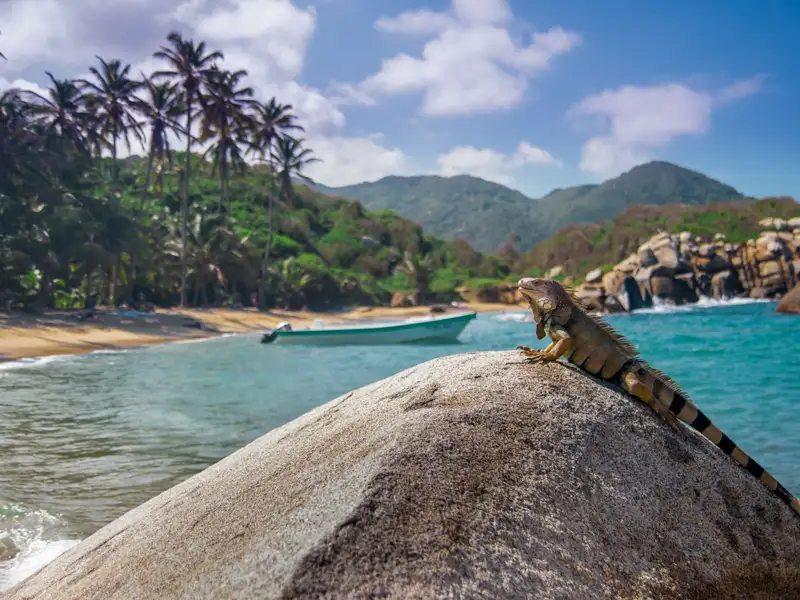 Leguan auf einem Felsen am Strand mit Palmen und türkisfarbenem Wasser im Hintergrund.