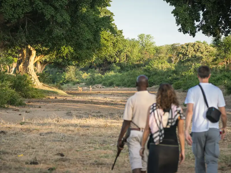 Safari-Teilnehmer beobachten Antilopen in ihrem natürlichen Lebensraum.