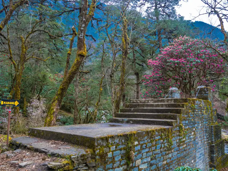 Steinplattform mit Treppen und Wegweiser nach Manang, umgeben von blühenden Rhododendren.