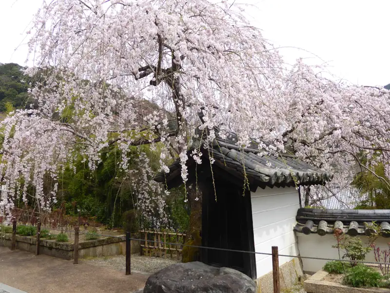 Blühender Kirschbaum neben traditionellem Gebäude mit schwarzem Dach und weißer Wand.