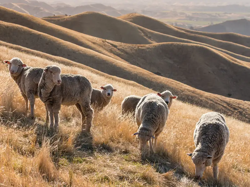 Schafe grasen auf den goldenen Hügeln.