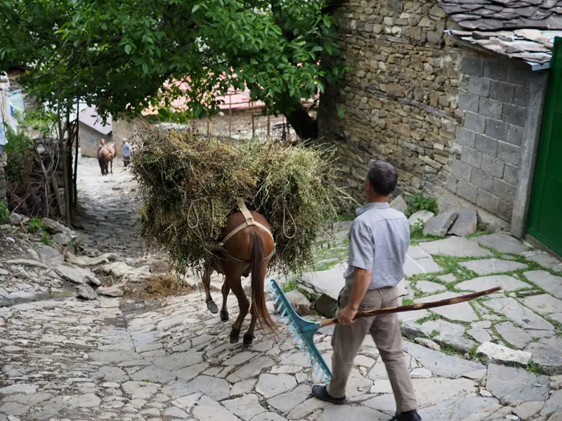 Traditioneller Heutransport mit Maultier in einem Dorf.