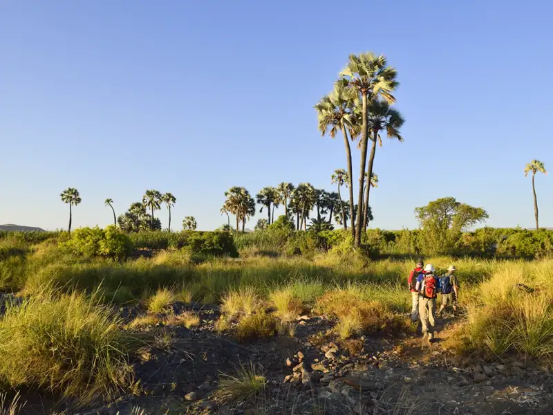 Wanderer mit Rucksäcken in einer Landschaft mit Palmen und Gräsern.