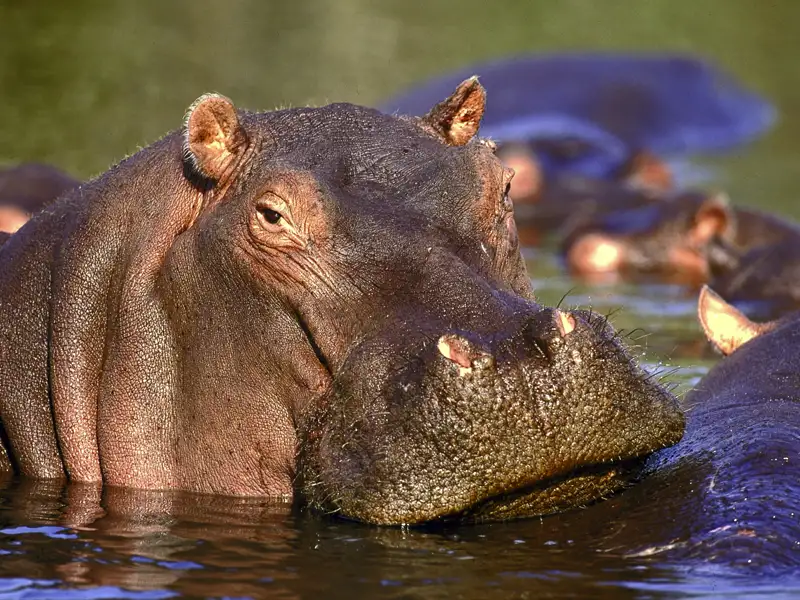 Flusspferd im Wasser