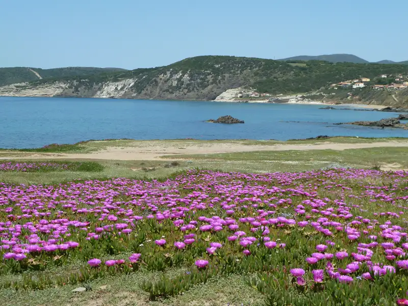 Rosa Blüten an der Küste mit Blick auf das Meer und die Hügel.