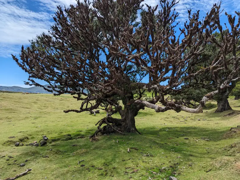 Knorriger Baum in einer grünen Landschaft.