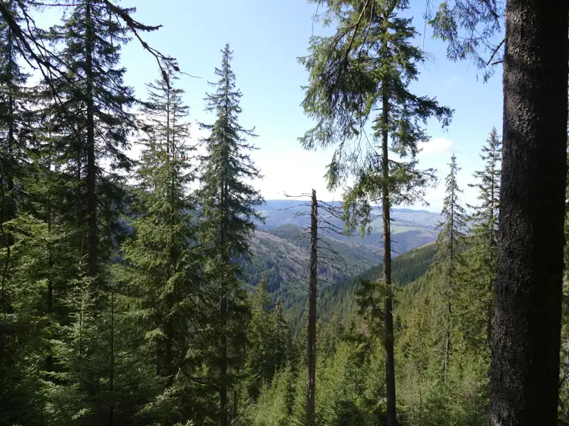 Blick durch dichte Tannen auf ein Tal in der Ferne.