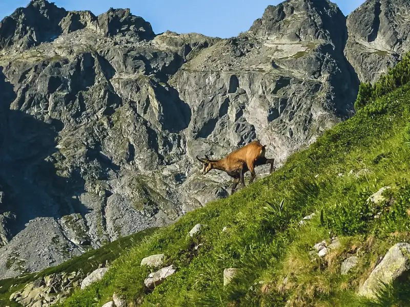 Gämse in bergigem Gelände.