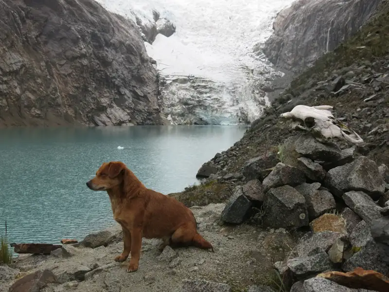 Ein Hund am Ufer eines Gletschersees mit einem Tierschädel im Vordergrund.