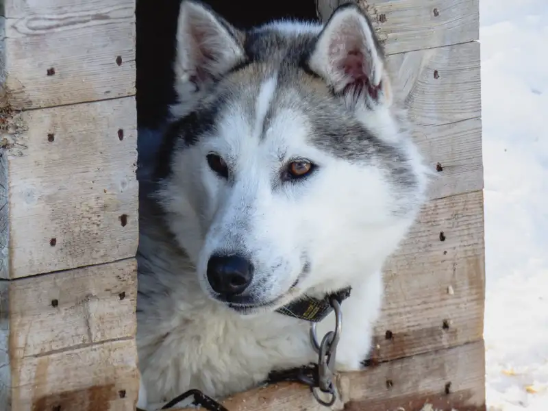 Husky in Hundehütte