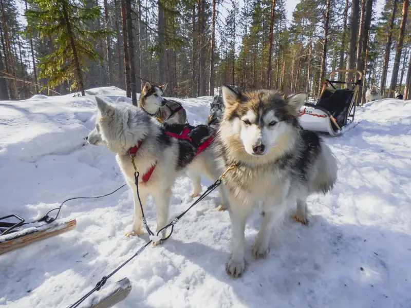 Hundegespann mit Schlitten im verschneiten Wald.