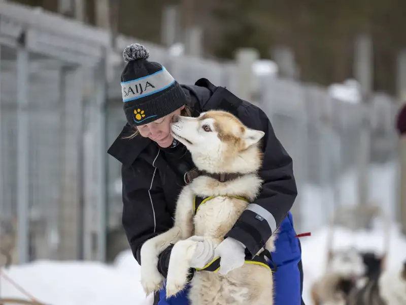 Bevor es mit dem Hundeschlitten losgeht, wird der Husky vorbereitet.