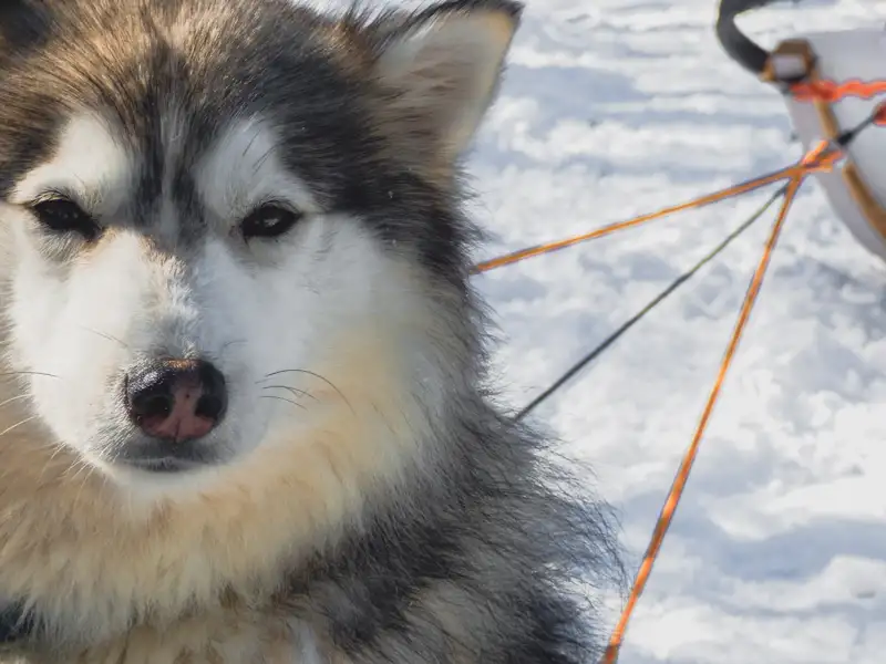 Husky, angeschirrt und bereit für eine Schlittenfahrt im Schnee.