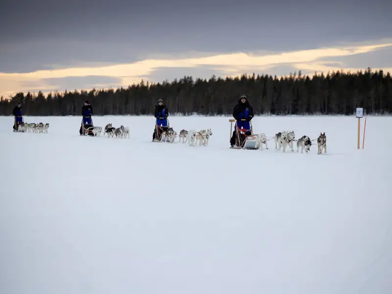 Hundegespanne auf einer Schneefläche