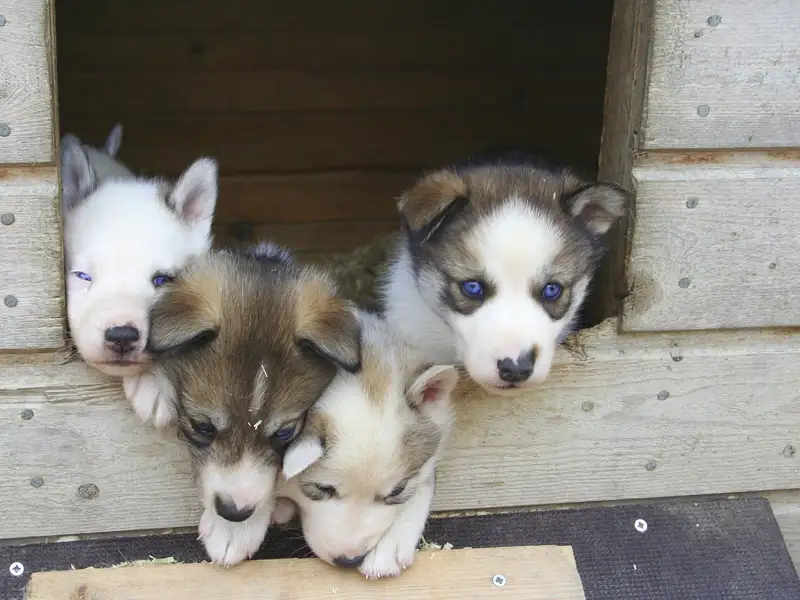 Vier junge Huskys in einer Hundehütte.