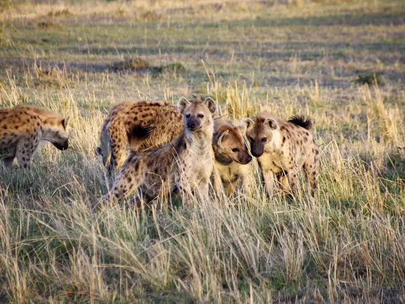Hyänen in der afrikanischen Savanne.