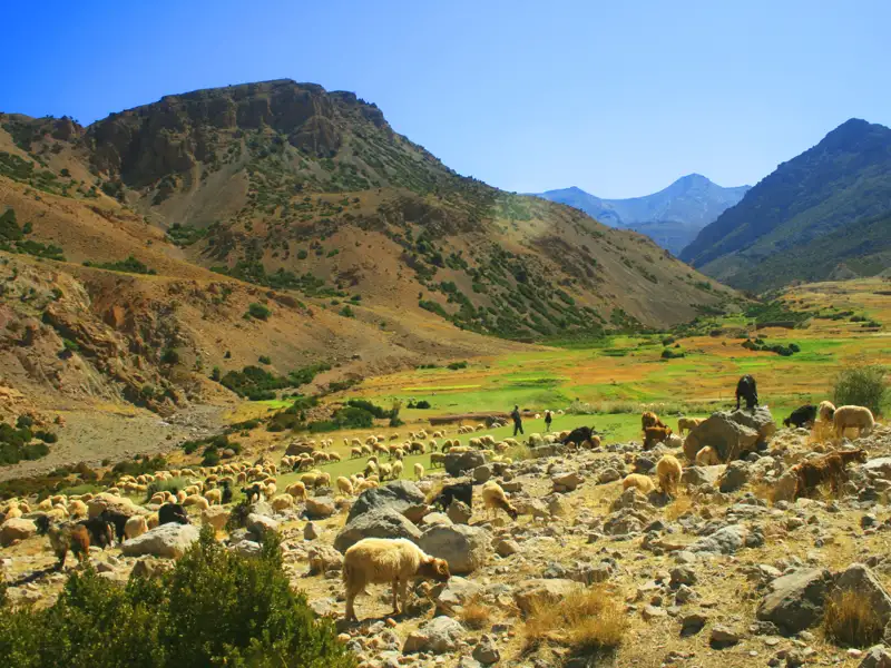 Schafe weiden im Tal, umgeben von der Berglandschaft.