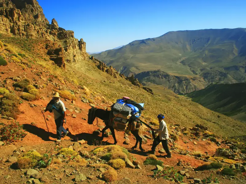 Beladenes Maultier auf einem Bergpfad