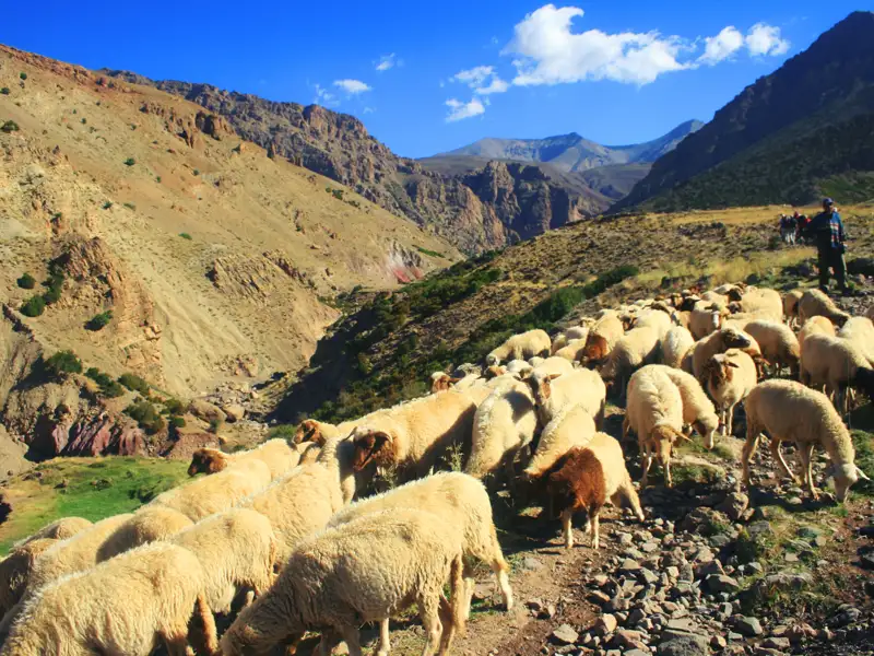 Schafherde auf einem Bergpfad