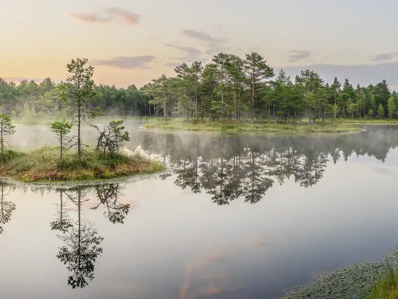 Mystische Stimmung am Moorsee mit Nebelschwaden und Baumspiegelungen.