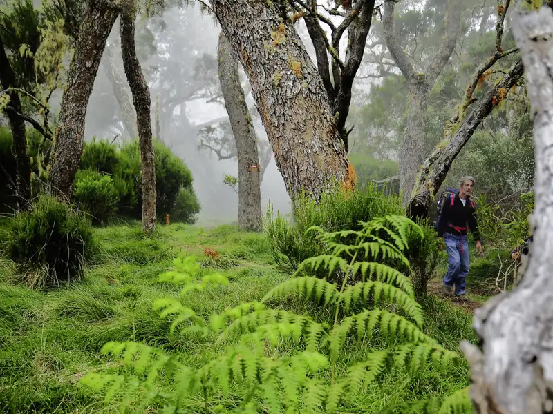 Wanderer im nebelverhangenen Wald mit Farnen.