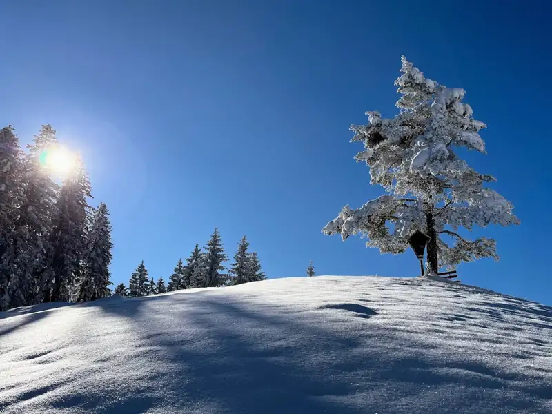 Schneebedeckte Bäume unter blauem Himmel.