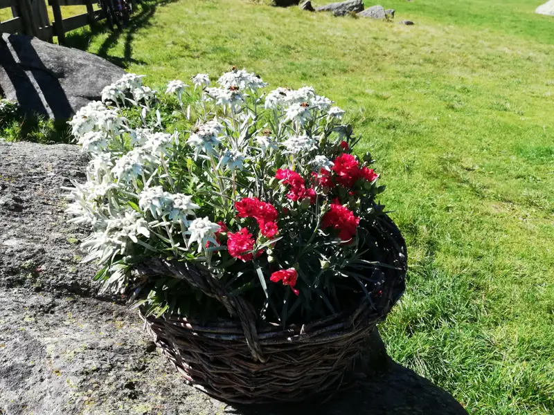 Edelweiß und rote Nelken in einem geflochtenen Korb.