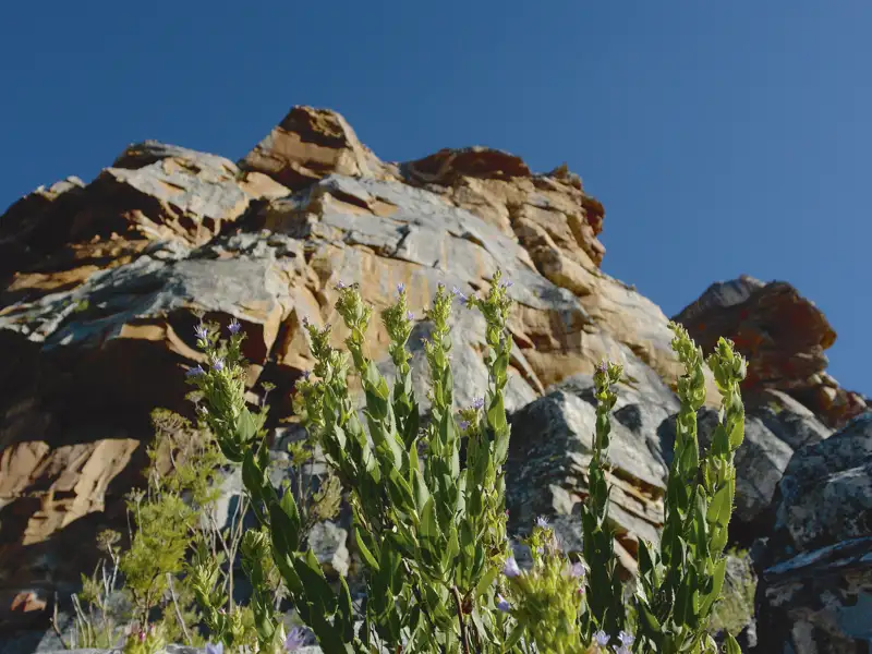 Nahaufnahme von Pflanzen mit dem Hintergrund einer Felswand.