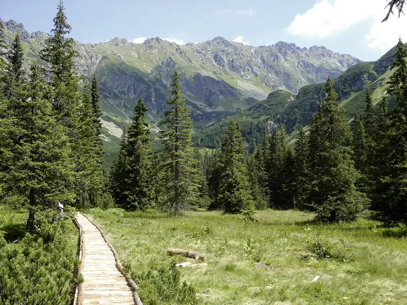 Holzsteg durch eine Bergwiese, umgeben von Tannen. Im Hintergrund sind hohe Berge zu sehen.