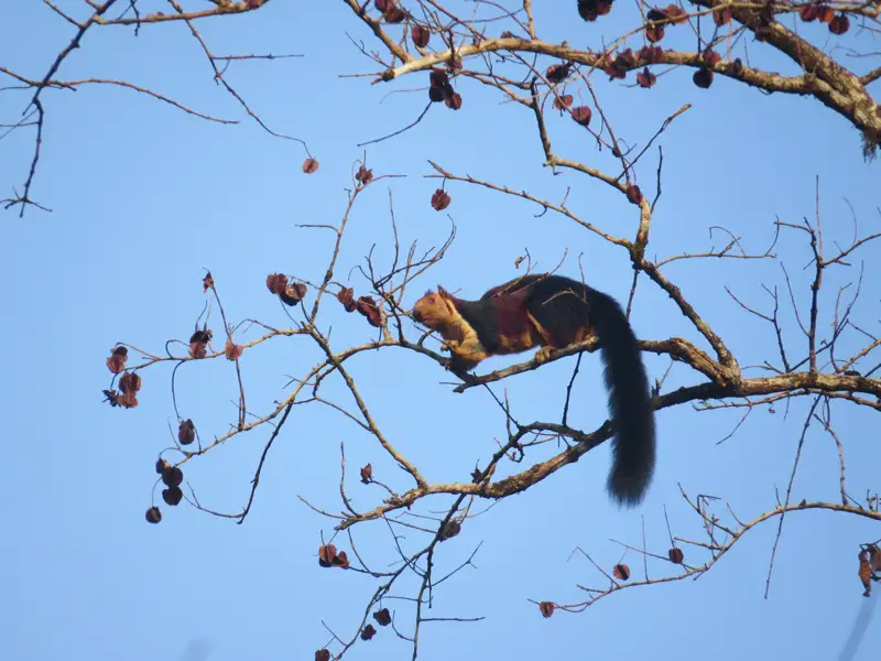 Malabar-Riesengleithörnchen im Baum