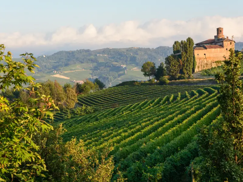 Weinberge in hügeliger Landschaft mit altem Gebäude.