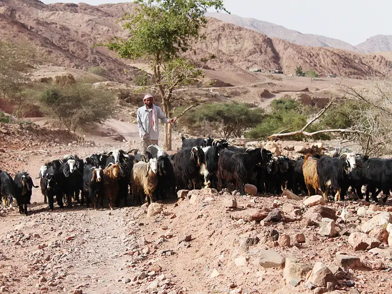 Ein Hirte führt seine Ziegenherde durch eine bergige Landschaft.
