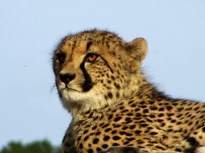 Gepard in freier Wildbahn.