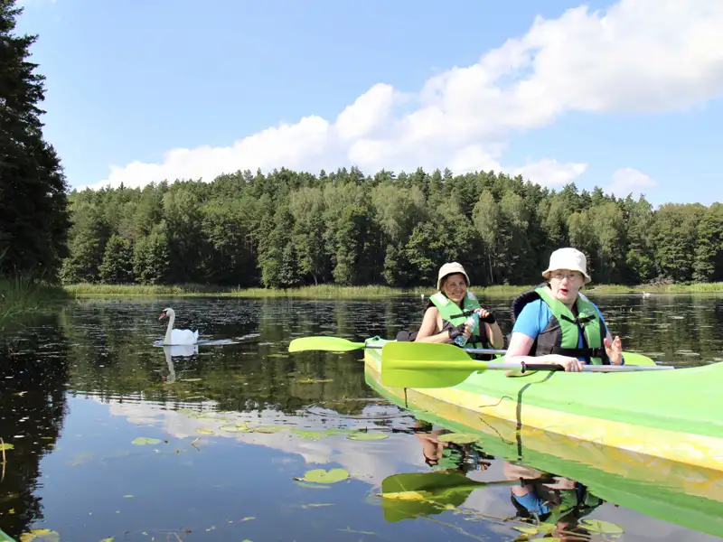 Zwei Kajakfahrer auf einem See mit einem Schwan im Vordergrund.
