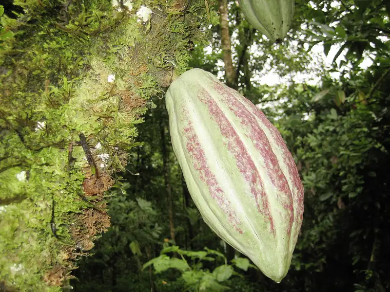 Kakaofrucht am Baum