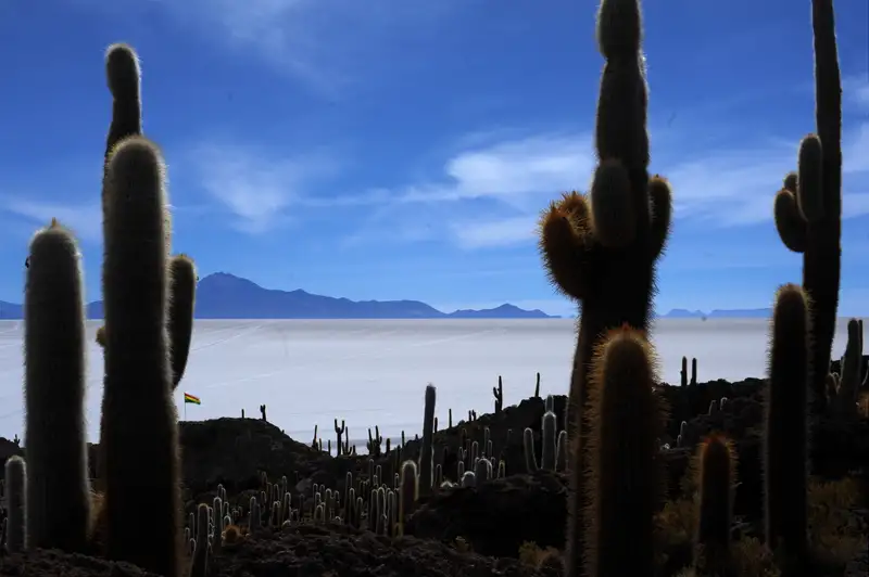 Kakteenlandschaft vor einer Salzebene mit Bergen im Hintergrund.