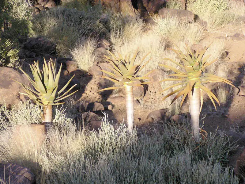 Drei Aloen in einer trockenen Landschaft, umgeben von Gräsern und Steinen.