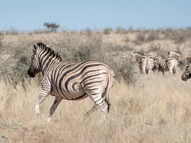 Zebra in der afrikanischen Savanne