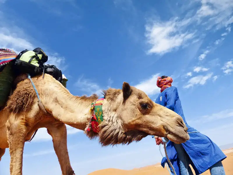 Kamel mit Gepäck und Führer in der Wüste.