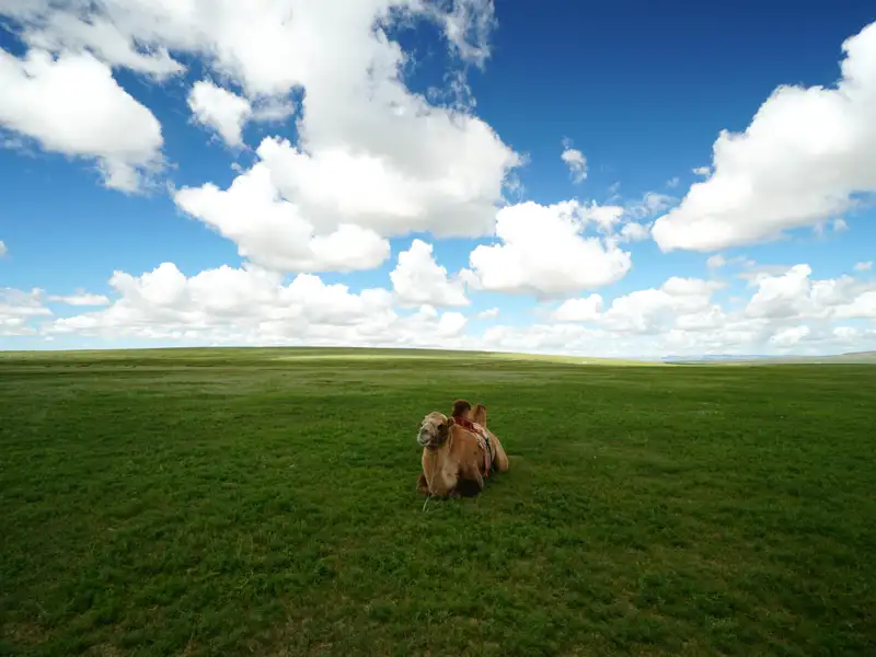 Ruhende Kamel auf einer grünen Wiese