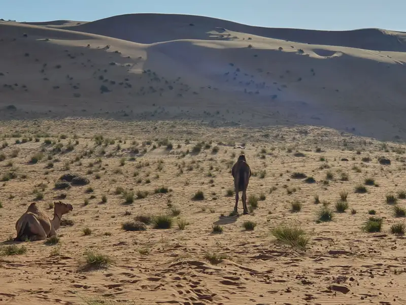Zwei Kamele in der Wüste, eines liegend und eines stehend, mit Sanddünen im Hintergrund.