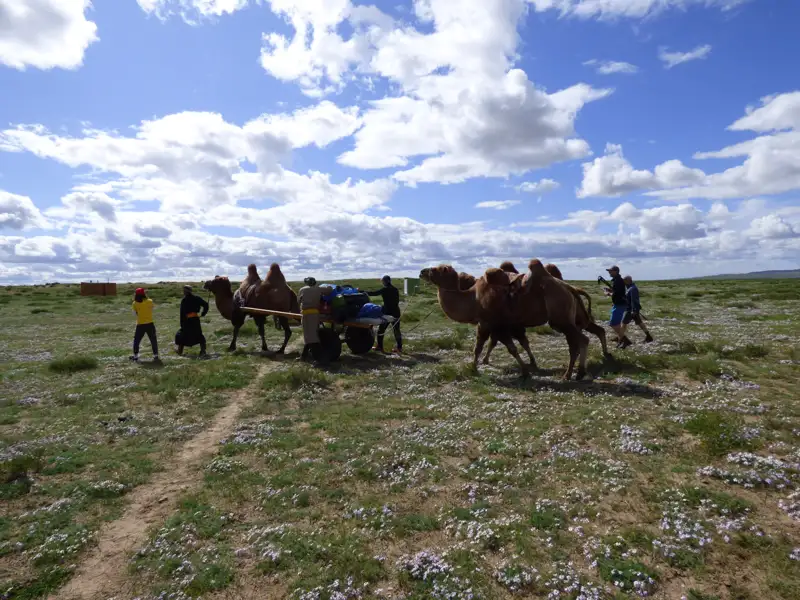 Kamele als Transportmittel in der Steppe. Gepäcktransport mit Kamelen.