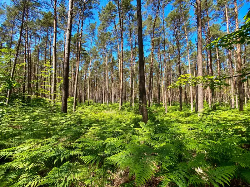 Farnbewuchs im Kiefernwald.