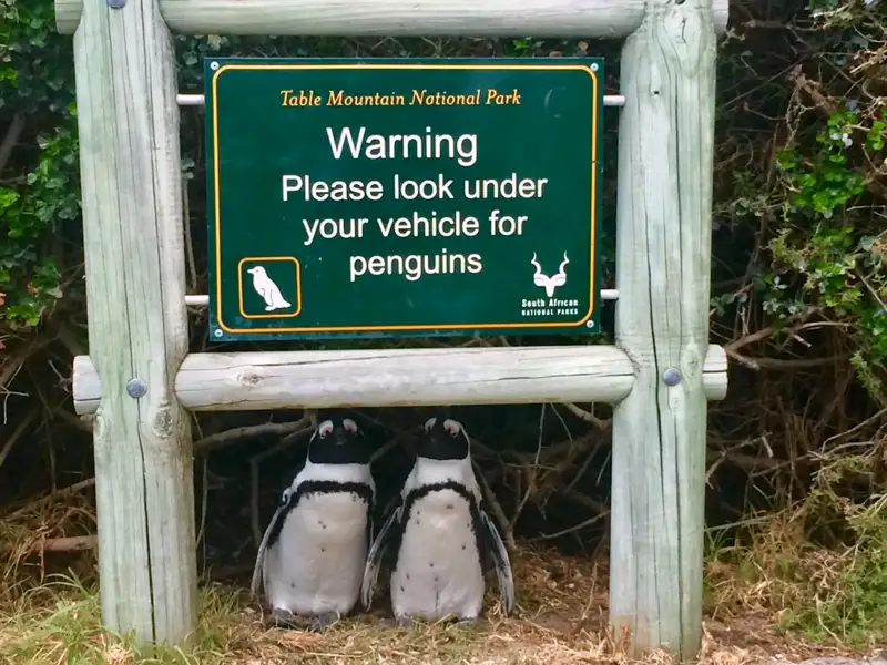 Zwei Brillenpinguine unter einem Warnschild im Table Mountain Nationalpark mit der Aufschrift 'Bitte schauen Sie unter Ihrem Fahrzeug nach Pinguinen'.