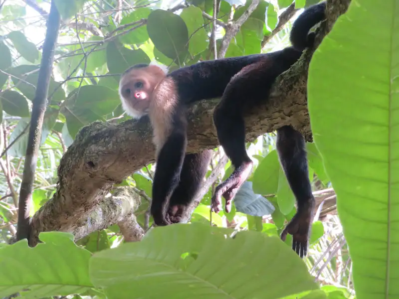 Kapuzineraffe ruht auf einem Ast im Dschungel.