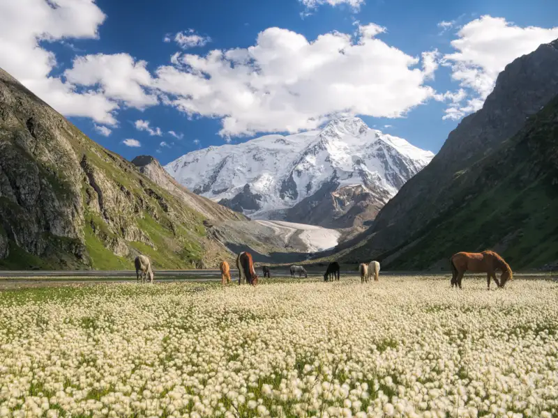 Pferde grasen auf einer Bergwiese mit Blick auf einen schneebedeckten Gipfel und Gletscher.