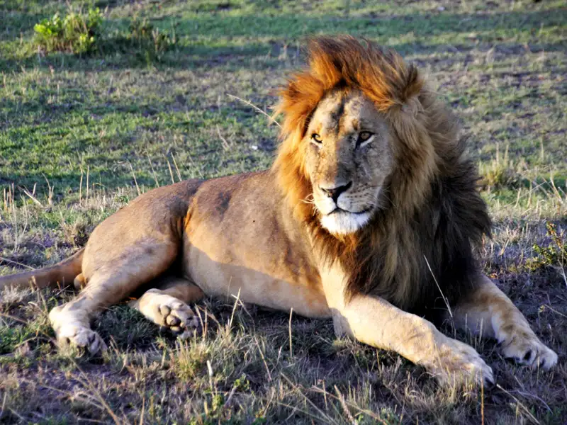 Männlicher Löwe ruht in der Savanne.