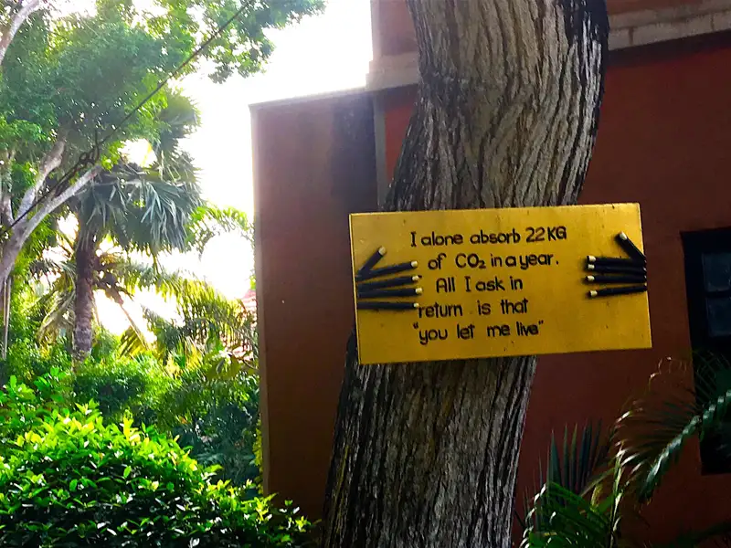 Schild mit der Aufschrift zur CO2-Absorption eines Baumes.