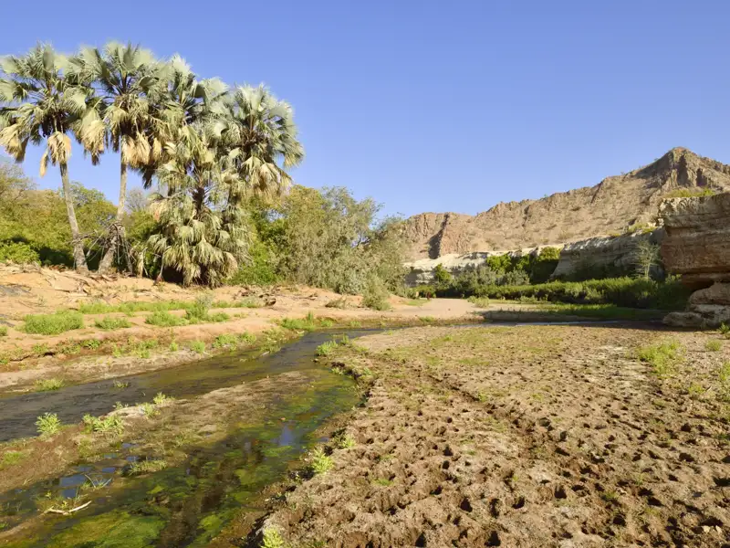 Trockene Flusslandschaft mit Palmen und Bergen im Hintergrund.
