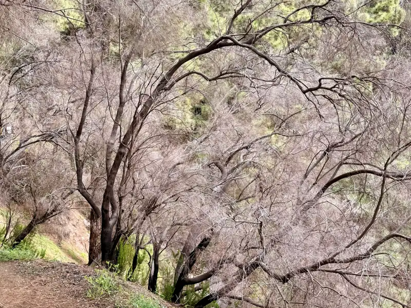 Bäume entlang des Wanderwegs.